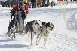 Lenk 2012 SM